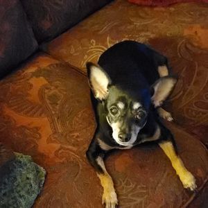 Meet your Posher, Christie